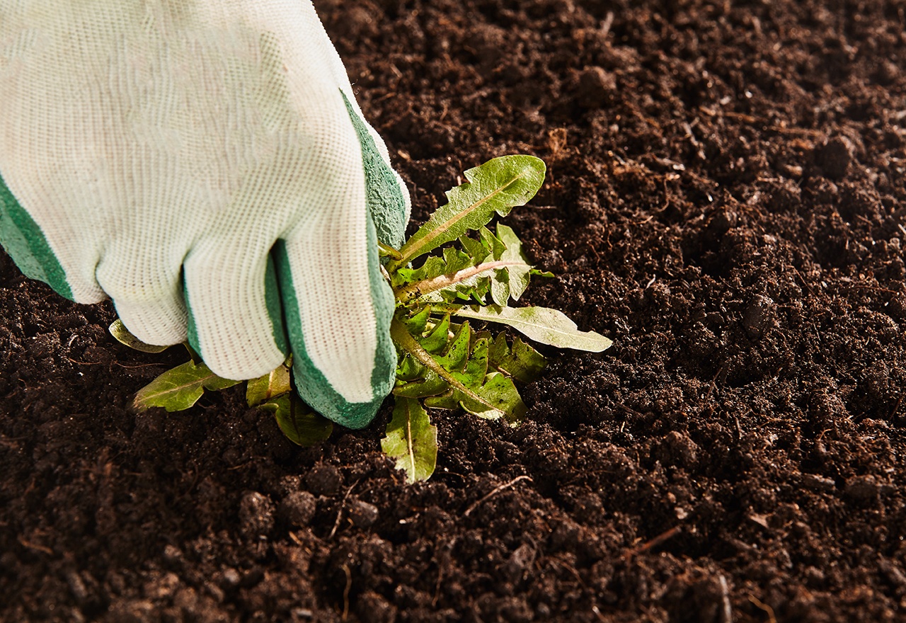 Mulch Bed Natural Weed Buster